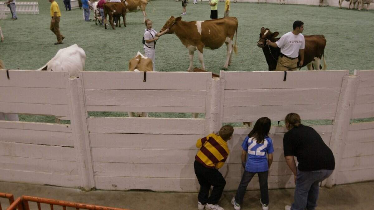 Andrew Anderson, left, and his sister Maggie Anderson, right, from Murray, peeked through an open slat with Niki Curtsinger, center, from Anderson County, during the cow competition at the Kentucky State Fair in Louisville, Ky., on Thursday, August 18, 2005. David Stephenson/Staff