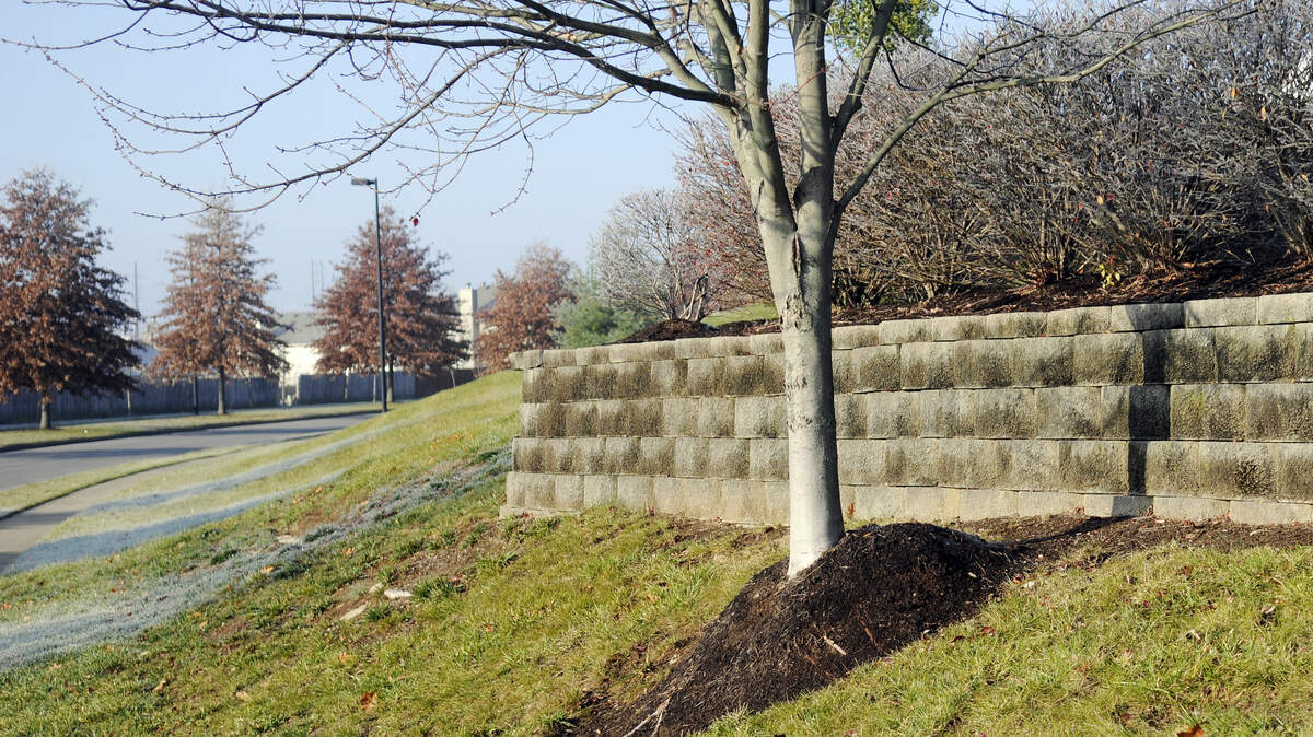 Forester Tom Kimmerer says deep "mulch volcanoes" like this one on a tree near Veterans Park are an example of too much of a good thing and can eventually kill a tree.     