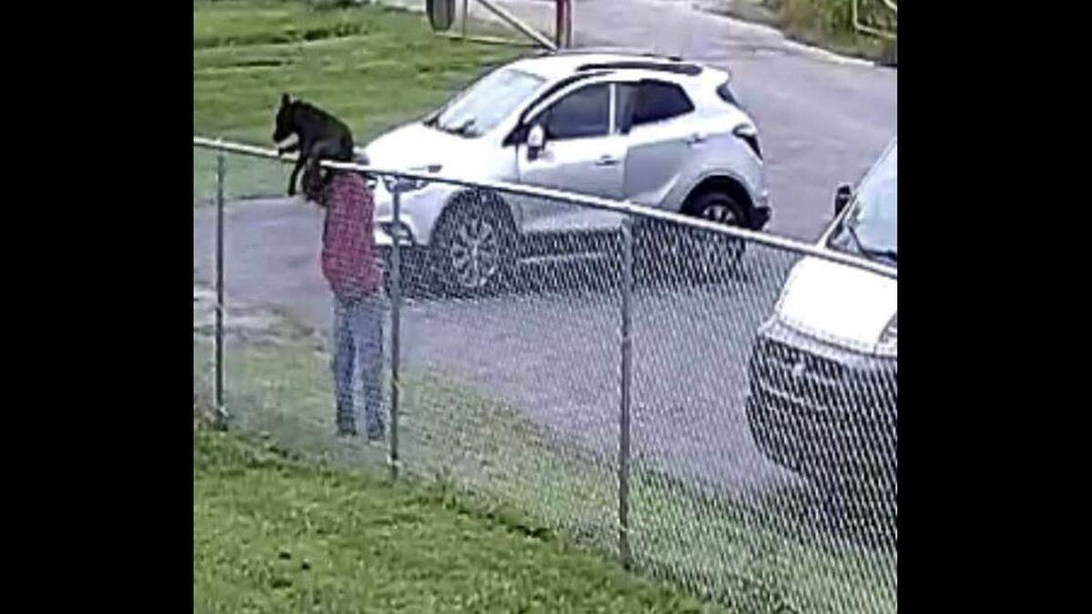 Surveillance footage shows an individual throwing a dog over a fence at the Clark County Animal Shelter.