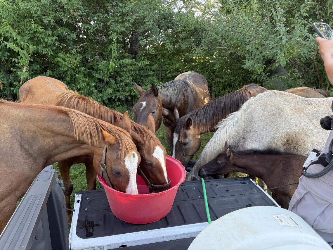 Horses are provided after water after their owner was found dead in Lexington.