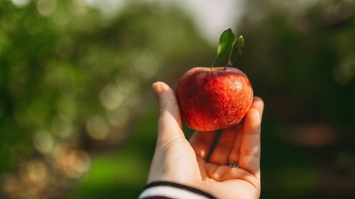 See where to pick apples this fall at farms near Lexington