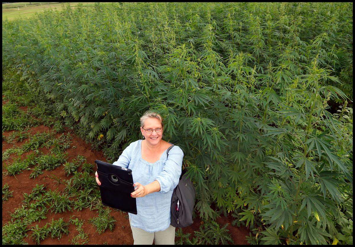Me taking a selfie in front of the first legal hemp plot planted at the University of Kentucky Spindletop Research Farm on Iron Works Pike in Lexington, Ky., Thursday, July 24, 2014. This hemp plot was planted in late May after the seeds were released by the federal Drug Enforcement Administration following a period of legal issues. Photo by Charles Bertram | Staff