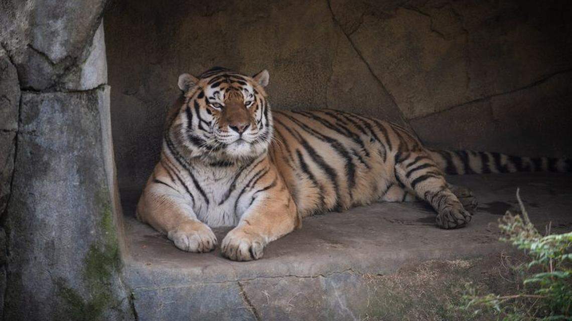Jupiter, a 14-year-old tiger at the Columbus Zoo and Aquarium, has died of COVID-19.