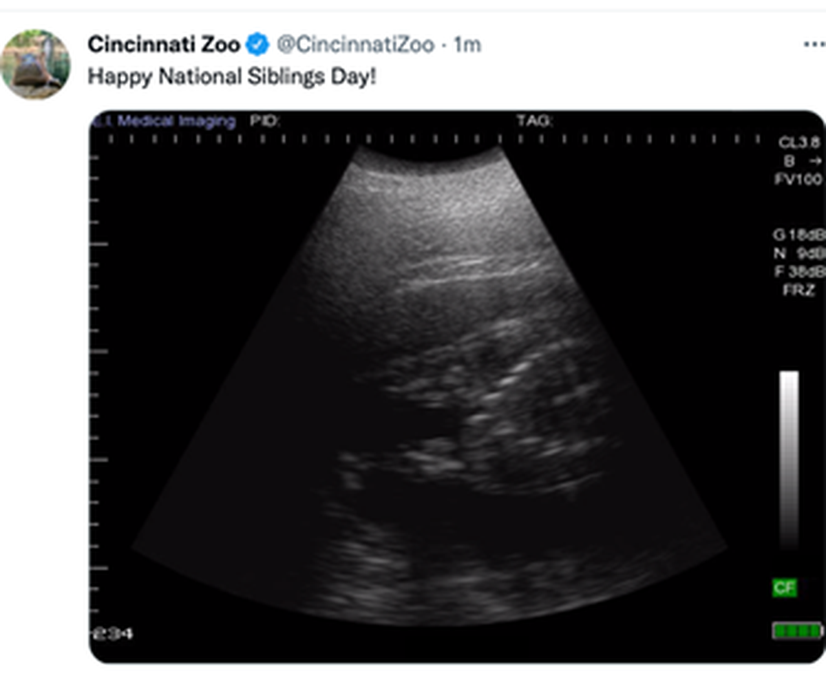 A social media post from the Cincinnati Zoo revealed that resident hippo Bibi is pregnant with her second calf, meaning famous hippo Fiona will be a big sister.