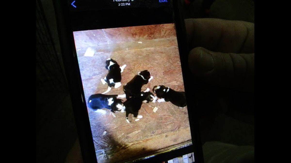 Kentucky State Police were searching Monday for five missing puppies stolen from a Kentucky home.. The puppies were beagles, state police said.