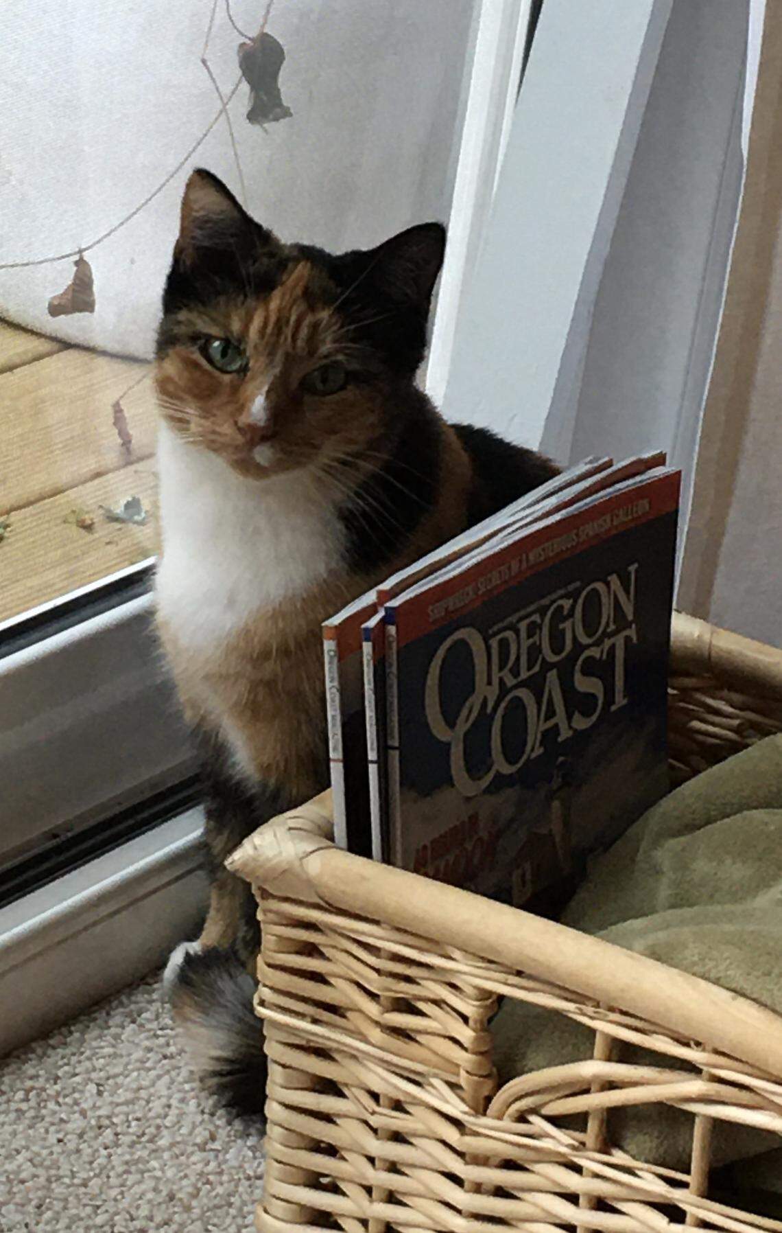 Izzy, a 12-year-old Calico cat, lives in Lexington with her owner, Gina Lowry. We’ve crowned her Kentucky’s cutest cat.