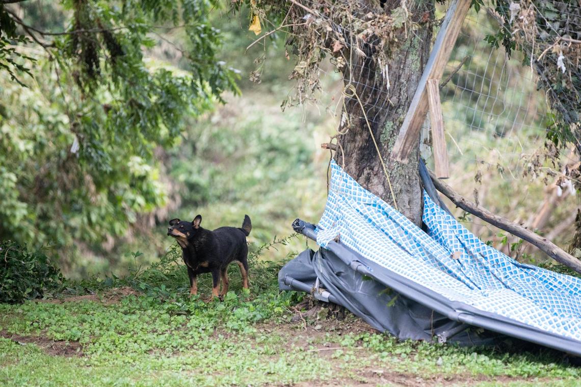 A loose dog shakes after laying down near where Lexington firefighters operate as search and rescue units along Troublesome Creek on KY-476 in Breathitt County, Ky., Sunday, July 31, 2022.