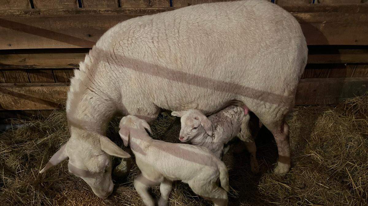Lambing season has begun on Mark Reese’s Estill County farm.