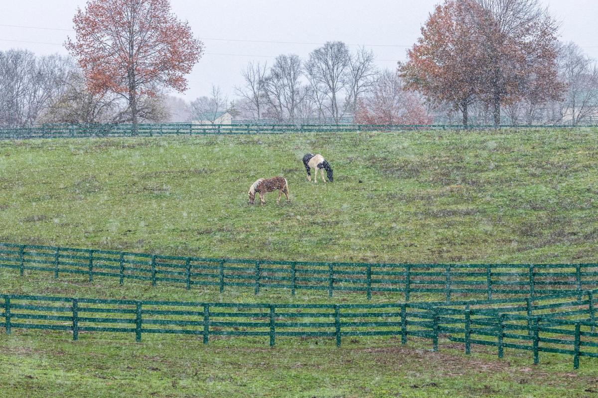 Horses graze in the snow at BraveHearts Equine Center in Bourbon County, Ky. The draft horse rescue farm is home to over 100 horses, miniature horses and burros.