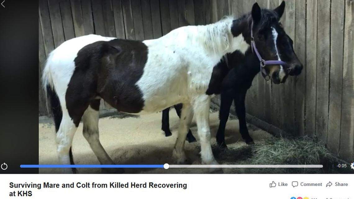 The Kentucky Humane Society shared a video of a pregnant mare and her yearling foal that were rescued from the same site where more than a dozen horses were found shot and killed earlier this month.