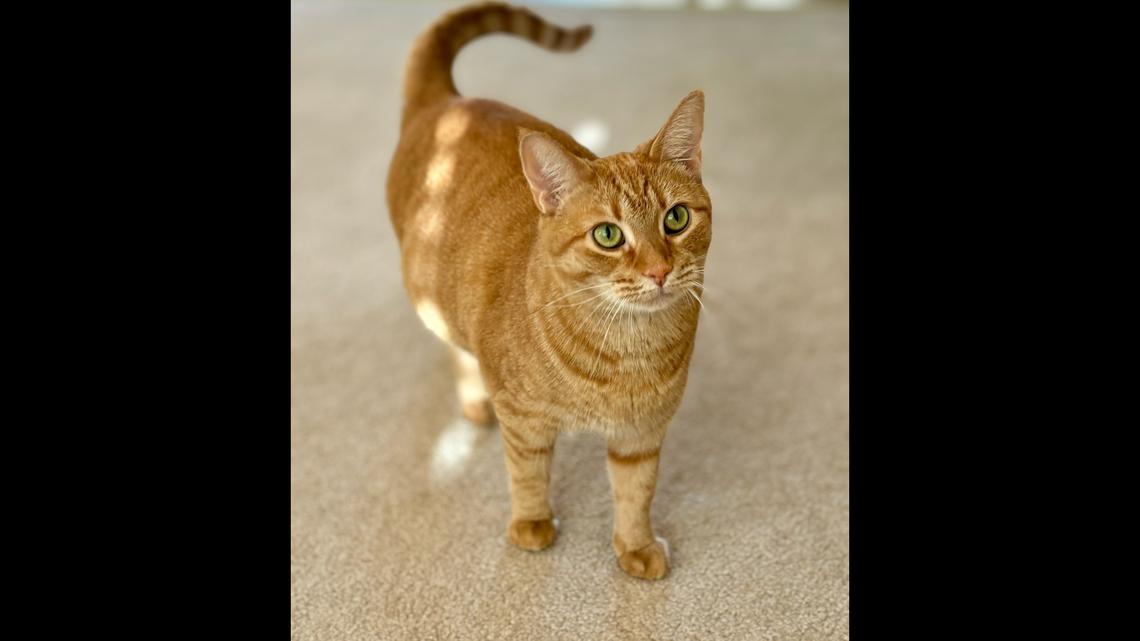 Millie, a 1-year-old orange tabby cat from Lexington, is the winner of a Herald-Leader subscriber poll to crown Kentucky's cutest cat.