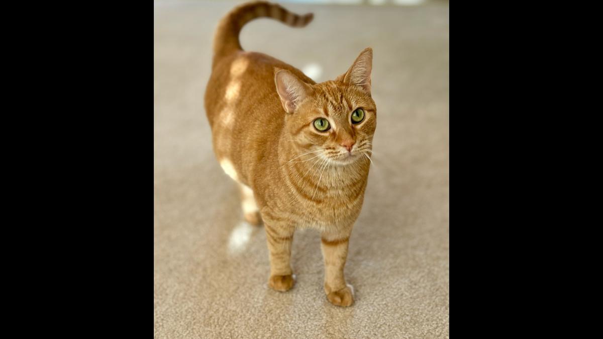 Millie, a 1-year-old orange tabby cat from Lexington, is the winner of a Herald-Leader subscriber poll to crown Kentucky's cutest cat.