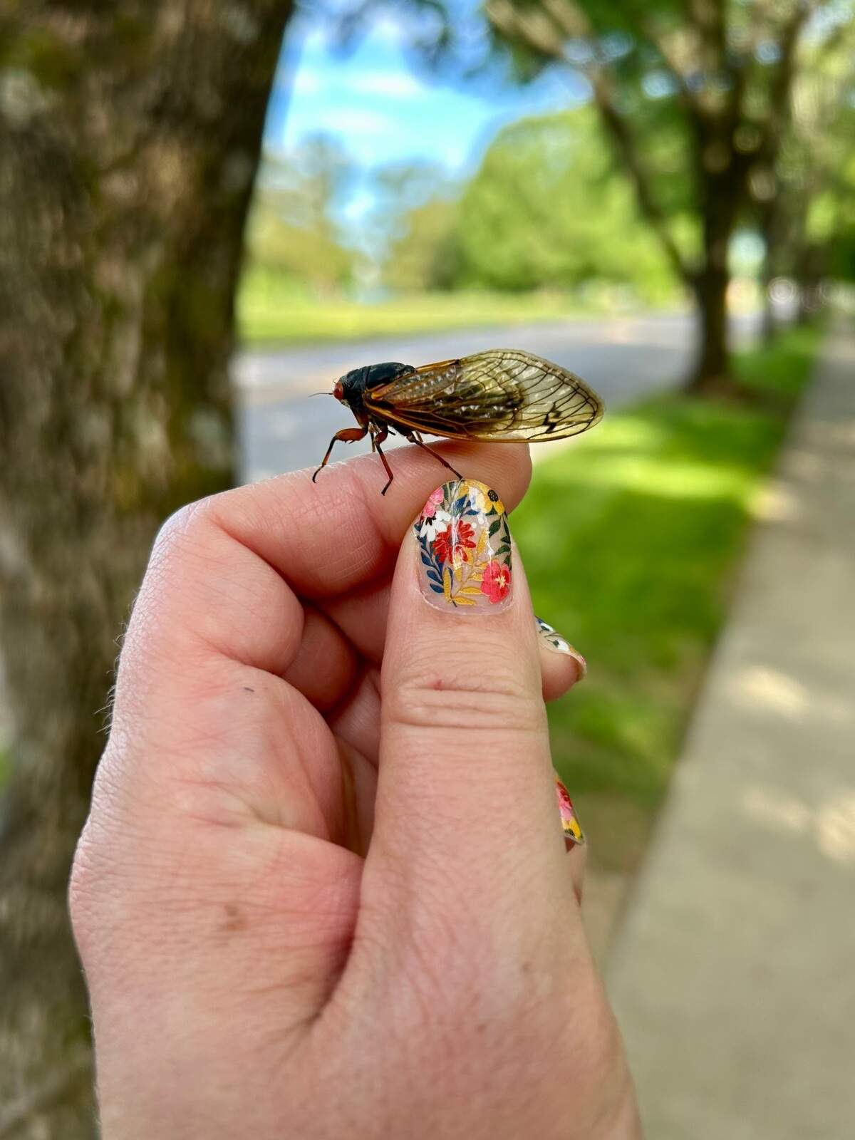 Jay Vera Summer of Lexington handles a cicada to keep a dog from eating it.