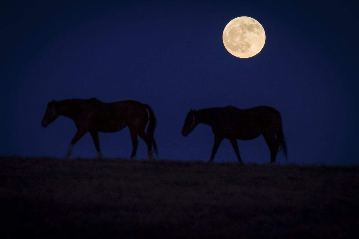 A pair of horses cross a pasture under a “Cold Moon” at KatieRich Farms in Scott County.