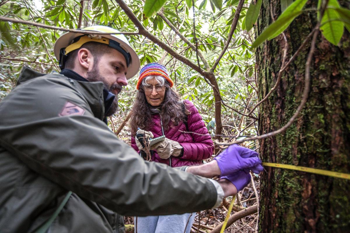 Jared Calvert, of the U.S. Forest Service, and Denise Combs, of Scott County, measure a hemlock tree near Vanhook Falls in the Daniel Boone National Forest in Laurel County, Ky., Wednesday, Jan. 29, 2020.