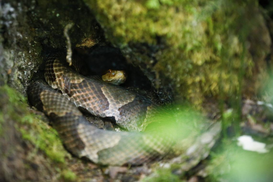 A male copperhead snake sat coiled in a tree Thursday in the Red River Gorge Geological Area. Eastern Kentucky University research students are tracking the movements of tagged copperheads with the help of radio telemetry in the Red River Gorge to help minimize human and snake interaction.