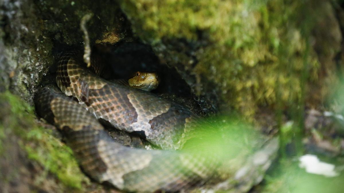 A male copperhead snake sit coiled in a tree in the Red River Gorge Geological Area in this file photo. Here’s what to know about where they hide out each winter.