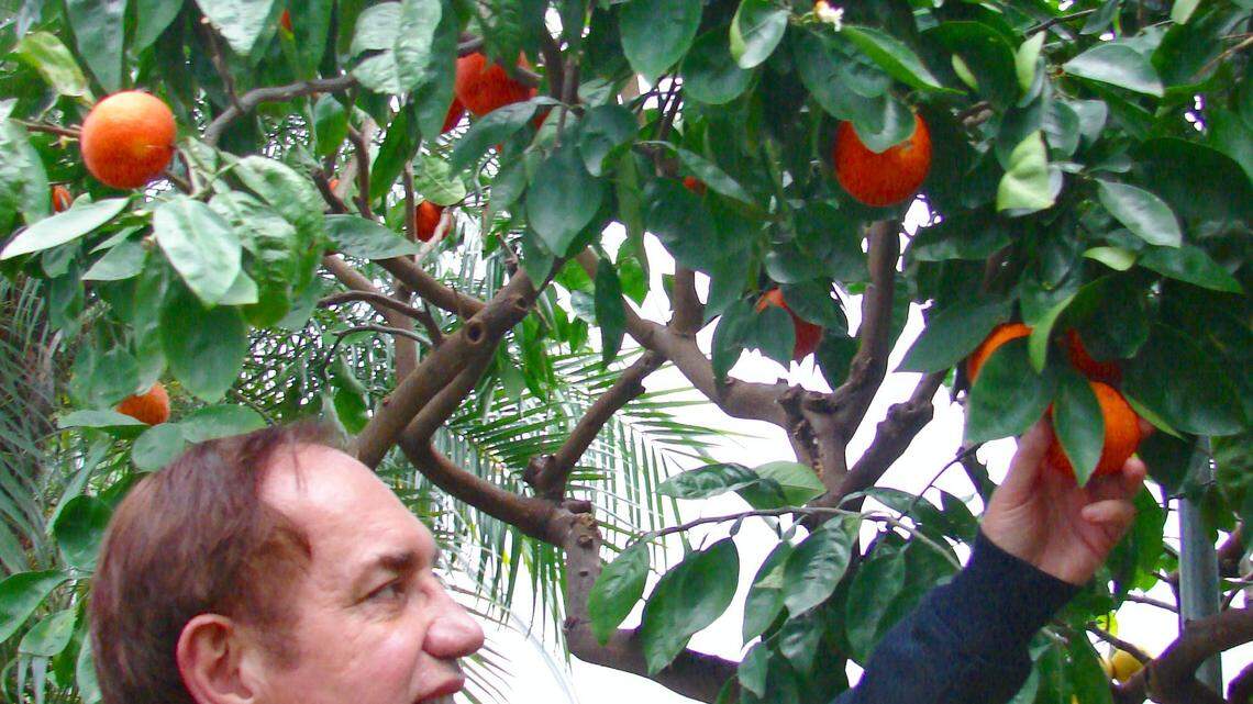 Clifton Smith's orange, lemon and lime trees — almost 30 of them — have thrived in Lexington for 27 years. In summer, their containers line the walls of an inner courtyard patio at his home, and in winter they are moved to his greenhouse with other tropical plants.  Photo by Susan Smith-Durisek