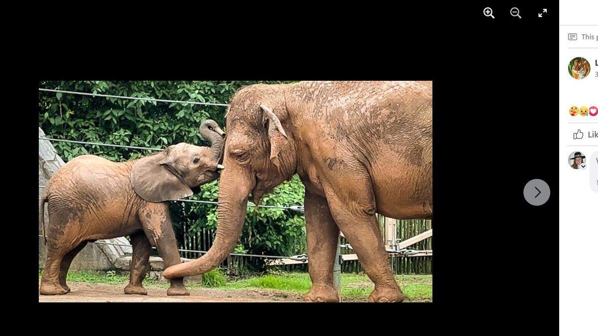 Elephant calf Fitz has died of EEHV a hemorrhagic virus that is a threat to elephants worldwide, the Louisville Zoo said Saturday.