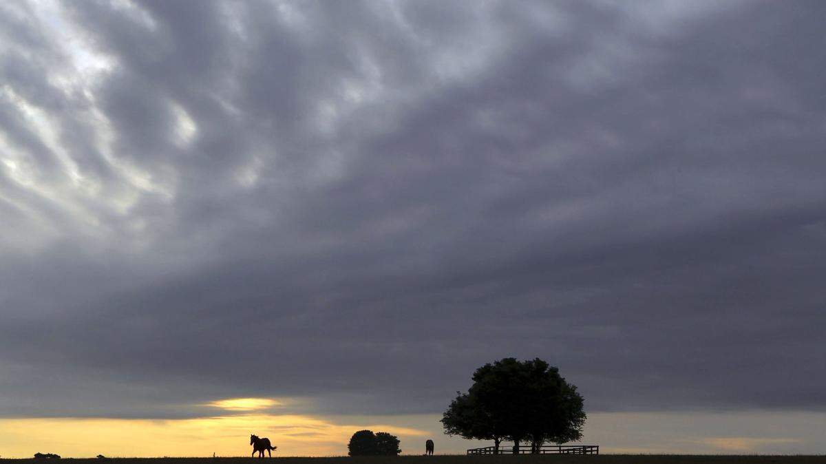 Yearling colts grazed at sunrise on the Claiborne Farm on Winchester Rd. near Paris, Ky., Thursday, July 12, 2012. Paris and Bourbon County have several horse farms and the farms play a huge role in the county’s economy.