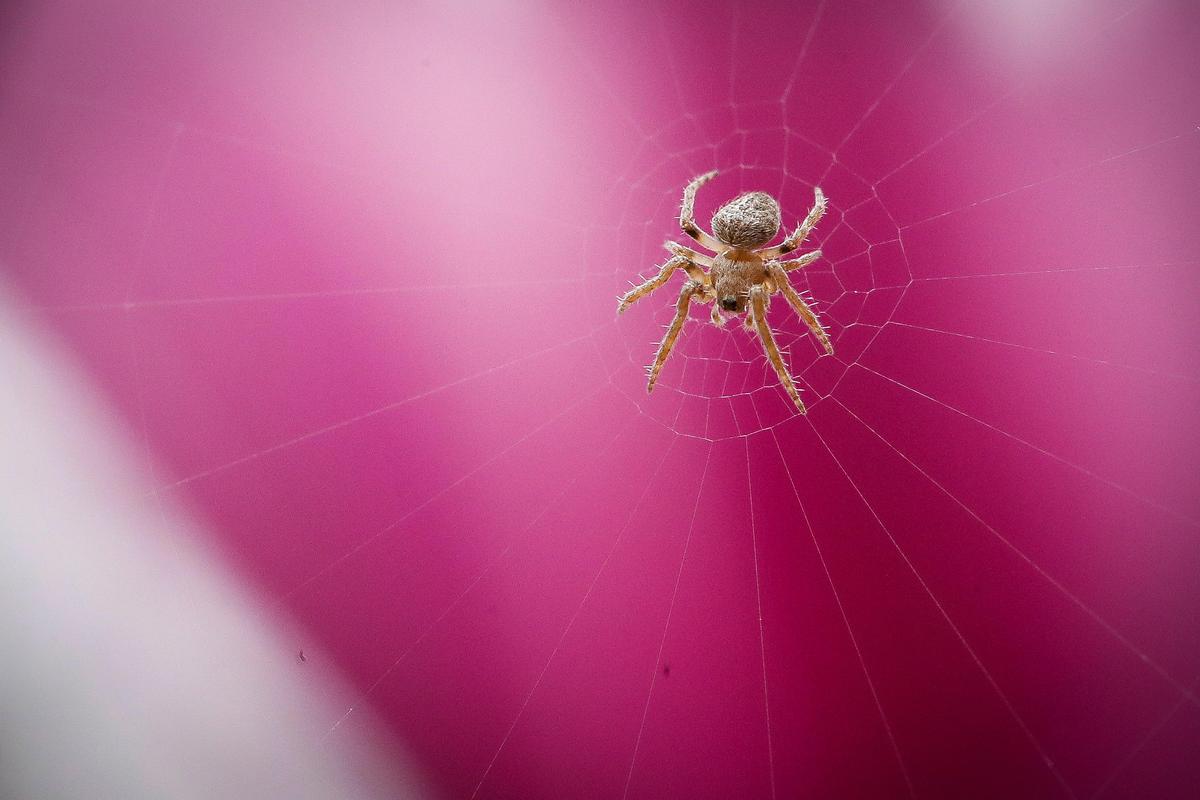A spider works on its web in between two magnolia blossoms on a tree along Forest Avenue in Lexington, Friday, March 20, 2020.