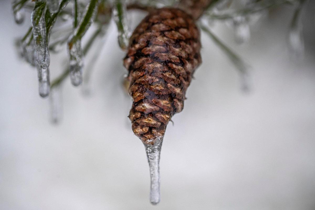Ice forms on a pine cone in Jacobson Park in Lexington, Ky., on Friday, Feb. 4, 2022.