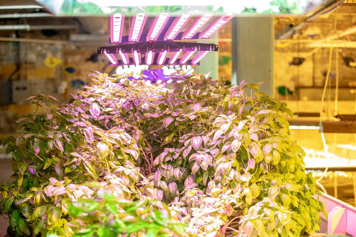 Basil grown at FoodChain. While most people might see it as fish farm, in fact about 80 percent of the output is plant-based.