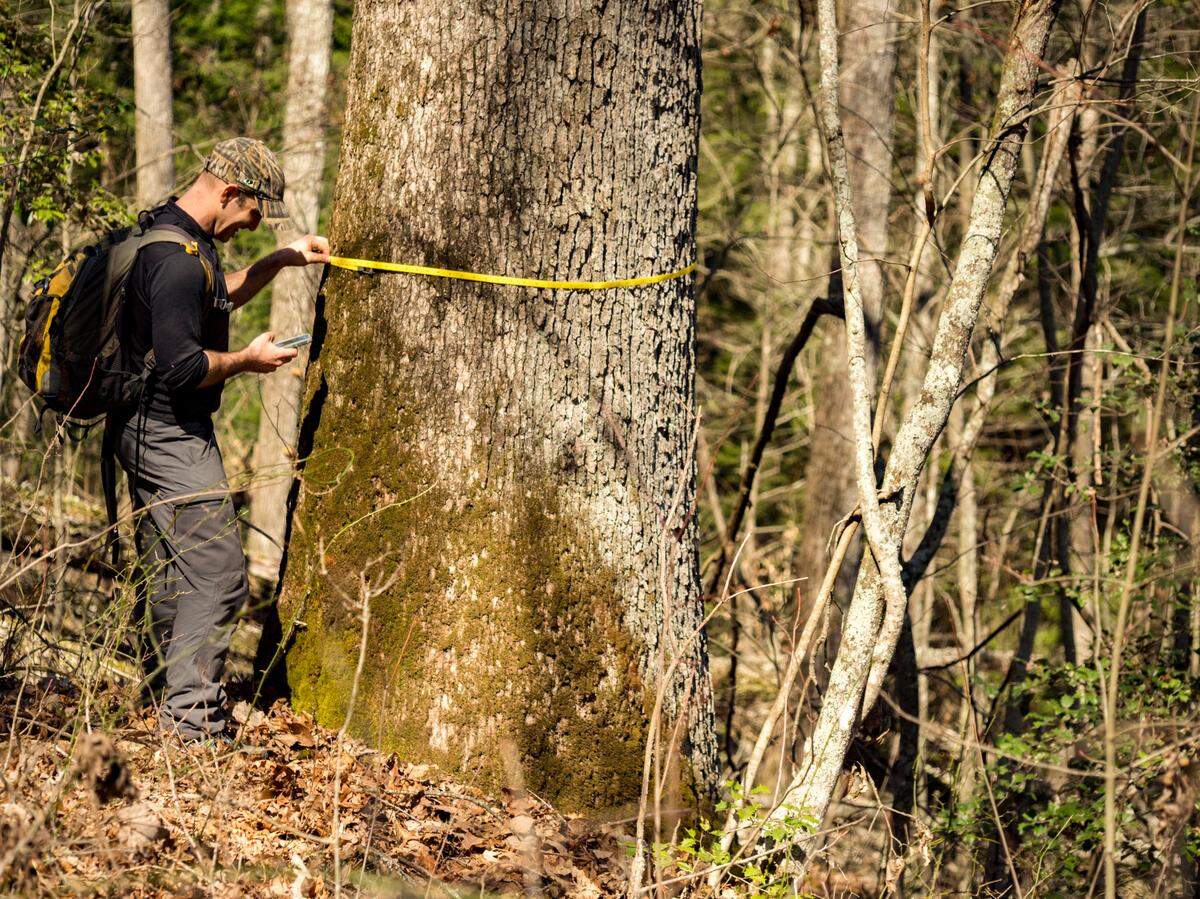 Kentucky Heartwood Director Jim Scheff measures a large white oak in an area proposed for logging in the Daniel Boone National Forest.