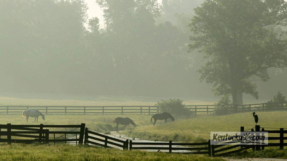 Horses grazed on hazy, humid morning on a farm off of Old Richmond Rd. in Lexington, Ky., on Tuesday July 5, 2011.