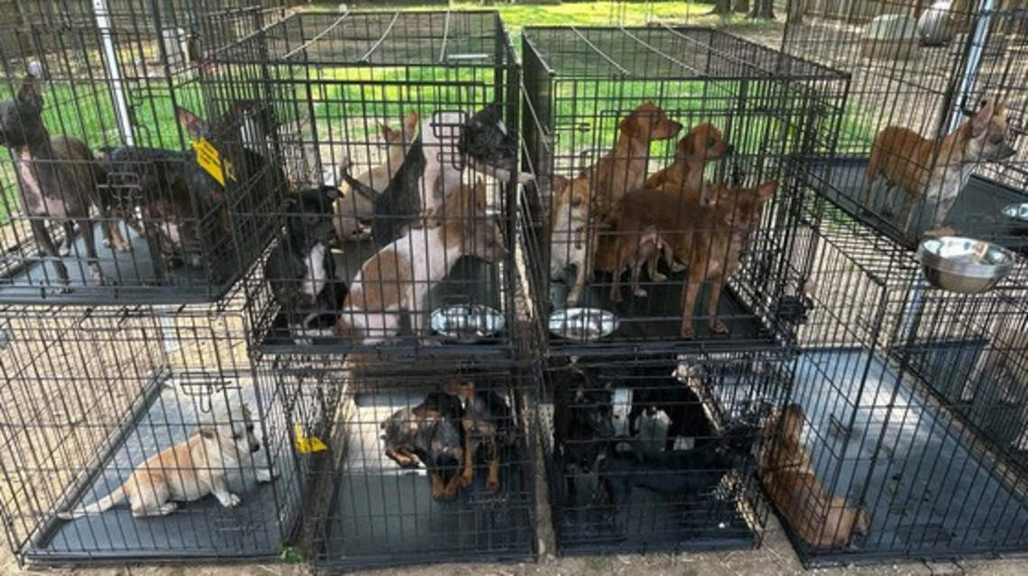 Kentucky man, woman charged with animal cruelty for neglecting more than 200 dogs