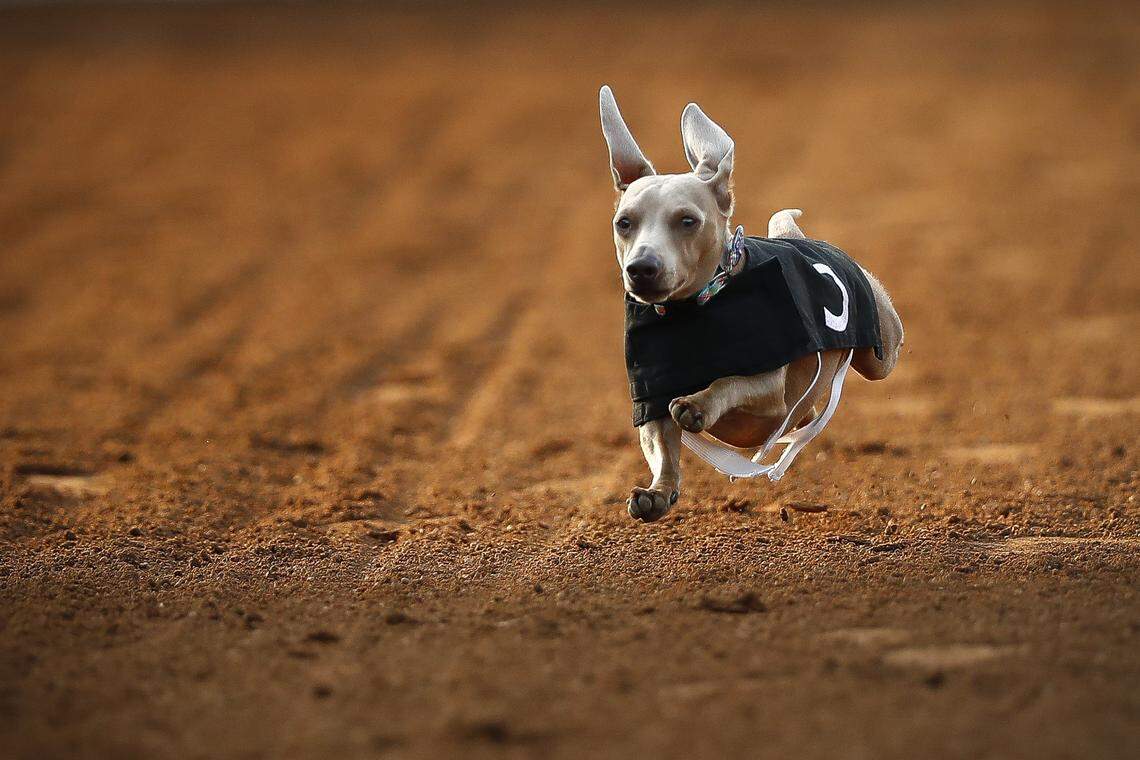 Waylon, a one-year-old dachshund belonging to Carma Heath, of Lexington, Ky., competes during the Red Mile 4th Annual Wiener Dog Races at Red Mile race track in Lexington, Ky., Saturday, Aug. 17, 2019. Proceeds from the event will benefit the Lexington Humane Society.
