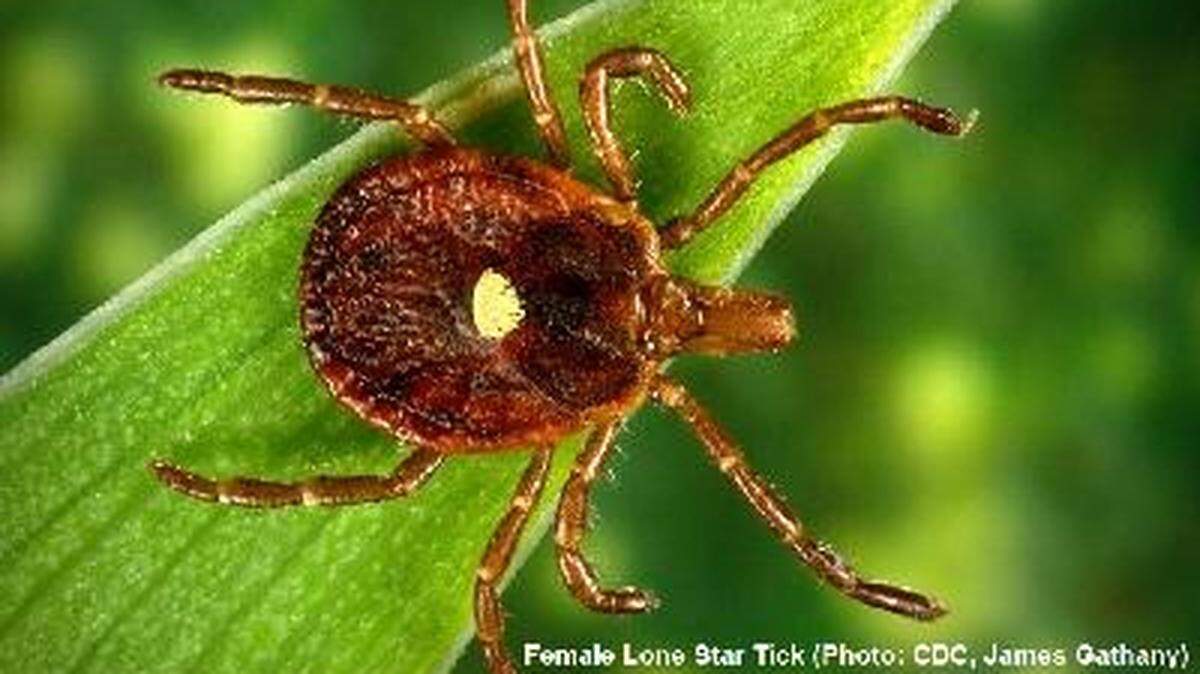 A female Lone Star tick.