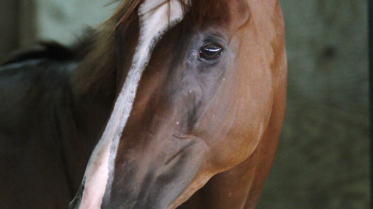 Haskell Invitational Horse Racing