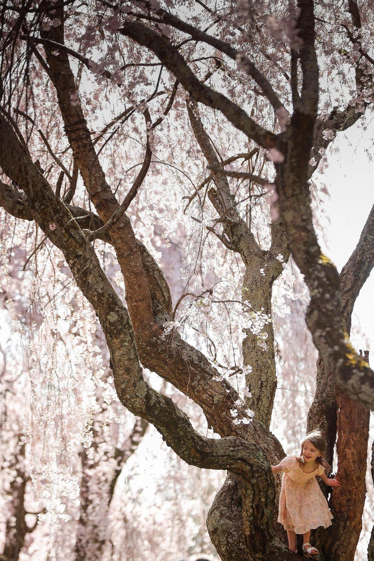 Ellington Gross, 5, of Frankfort, Ky., climbs a blooming weeping cherry tree while visiting the Lexington Cemetery with her mother, Tuesday, March 30, 2021.