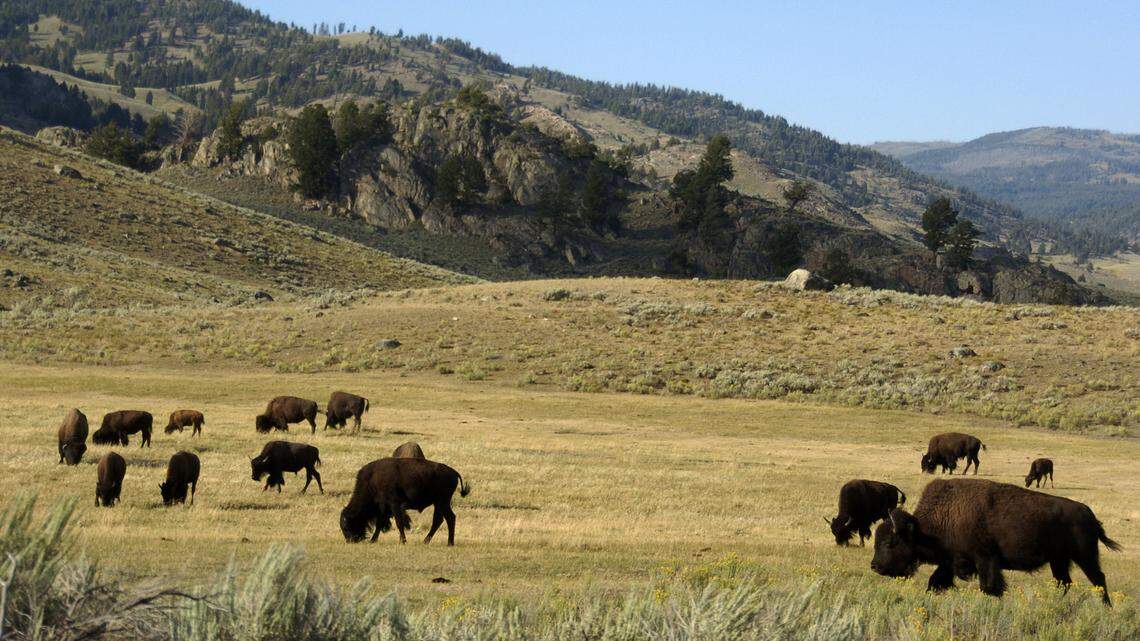 A man is in stable condition after he was injured by a bison at the South Bison Range at Land Between the Lakes
National Recreation Area on July 4.