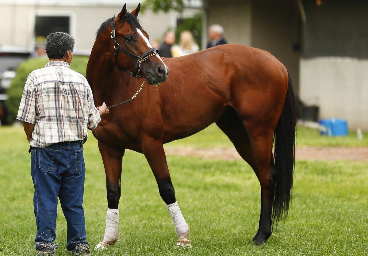 Kentucky Derby contender Bodexpress on the backside at Churchill Downs in Louisville, Ky., Wednesday, May 1, 2019. Bodexpress was moved into the field after Kentucky Derby favorite Omaha Beach scratched on Wednesday.