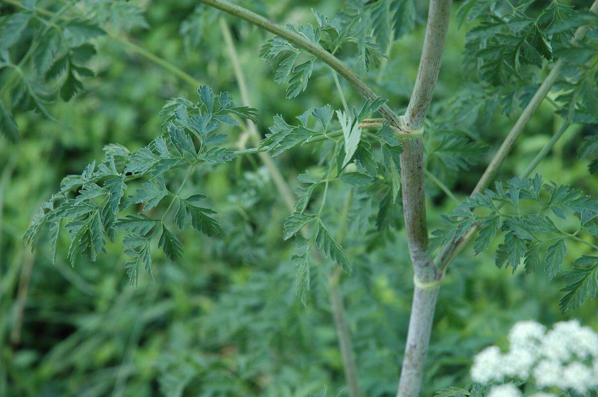 The stems of poison hemlock have purple spots, which can help in identifying the plant.
