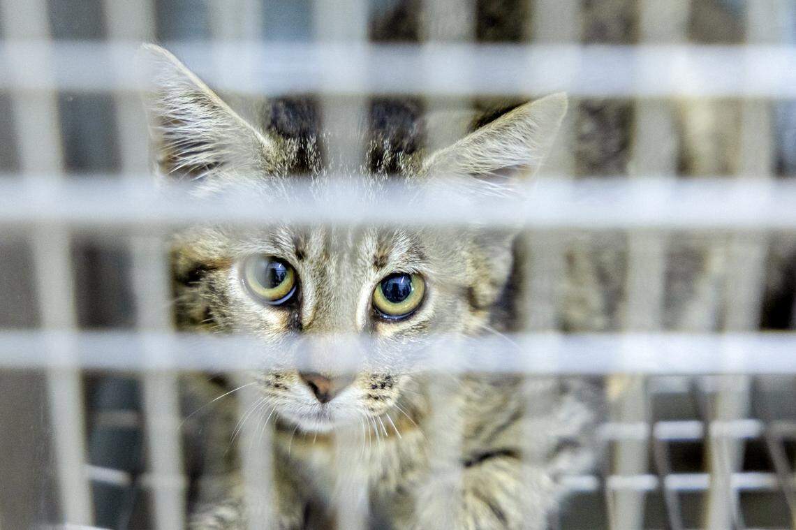A cat at the Rockcastle Animal Shelter in Mount Vernon, Ky., is photographed Friday, Sept. 5, 2025.