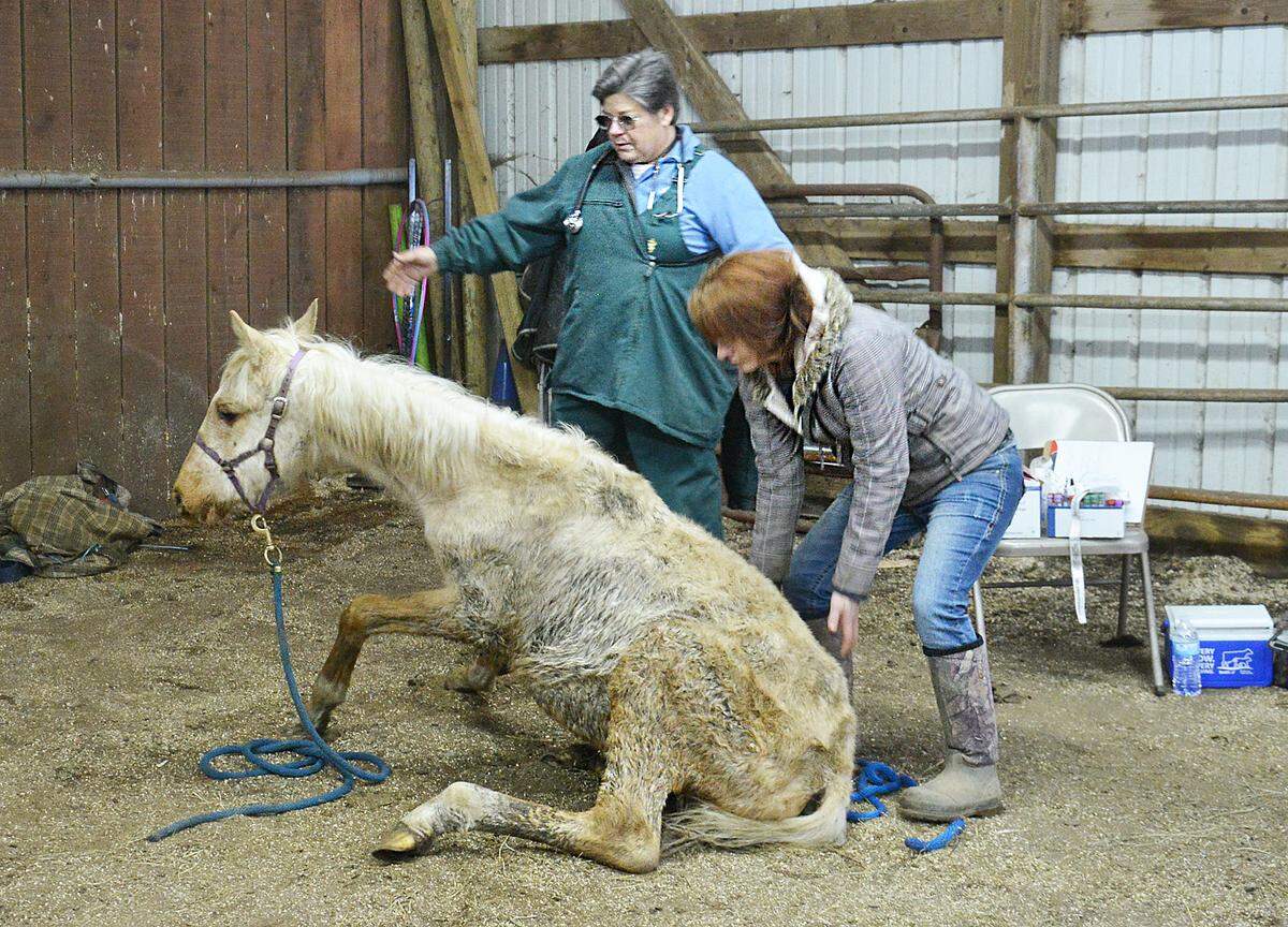 Rhythm, a Saddlebred filly, was so weak she could not stand without help when authorities found her in an investigation in Boyle County in 2020. Here, state veterinarian Dr. Beth Johnson and volunteer Jessica Deering help the horse, who later recovered.