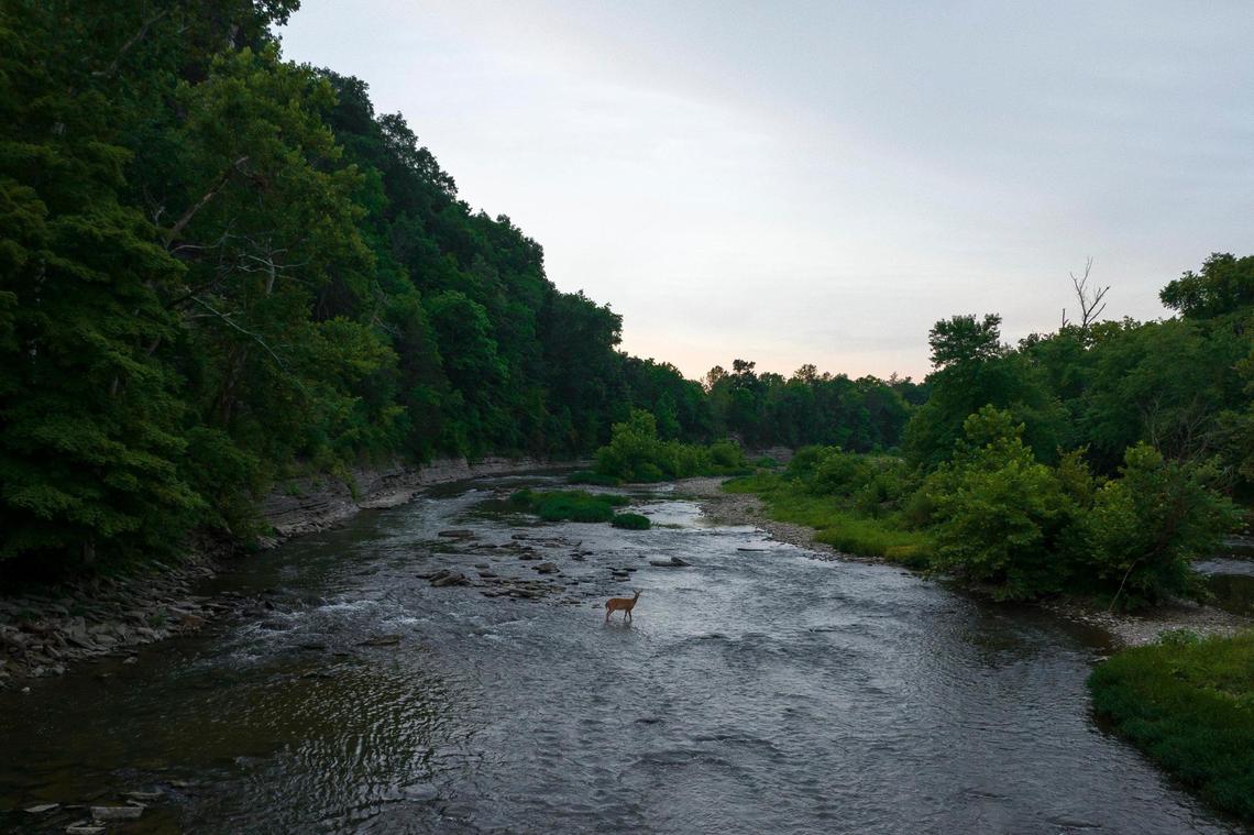 A deer stands in Elkhorn Creek in Franklin County, Ky., near Peaks Mill Road. Buffalo Trace is looking to build more warehouses nearby.
