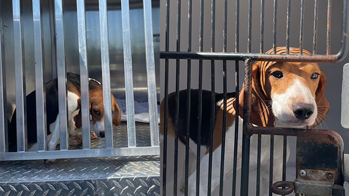 The Lexington Humane Society is taking in 15 rescue beagles with ages ranging from eight months to a year.