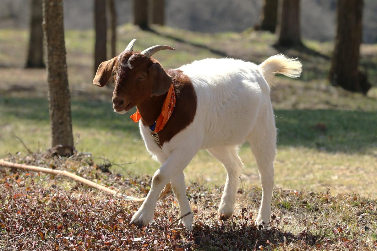 “Ethel” is named for the TV character of the same name on the “I Love Lucy” television show.