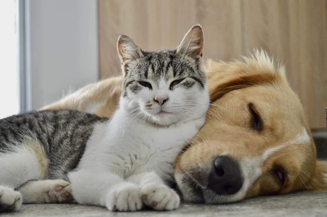 A cat and dog snuggle in this stock image.