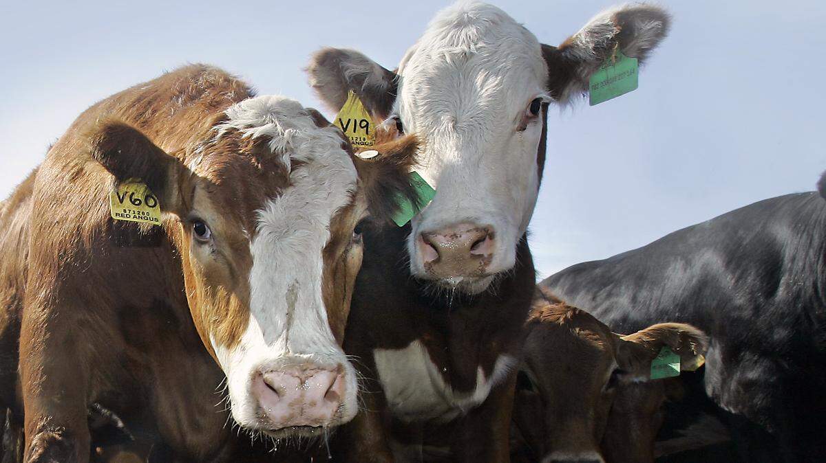 File photo of a cow.