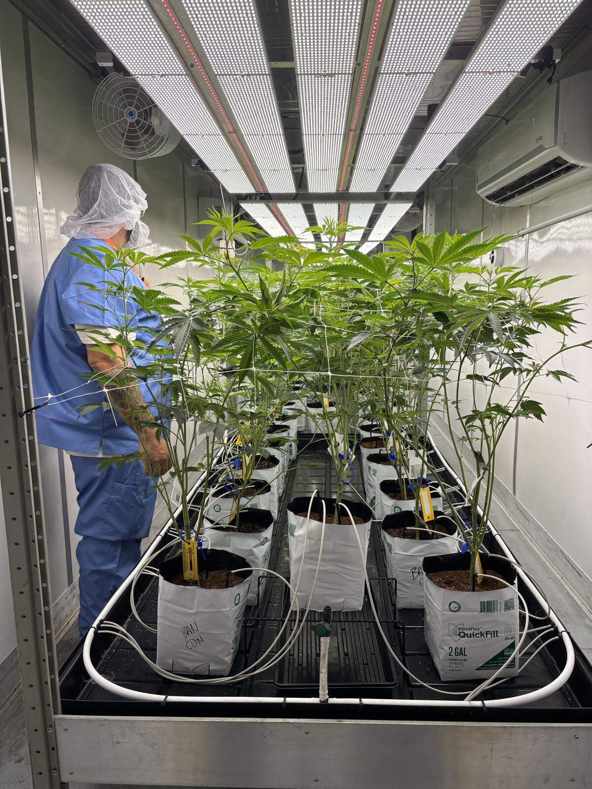 David Del Pilar surveys maturing marijuana plants at VS Kentucky Ops, a cultivator in Nicholasville. Pilar is the facility’s cultivation manager.