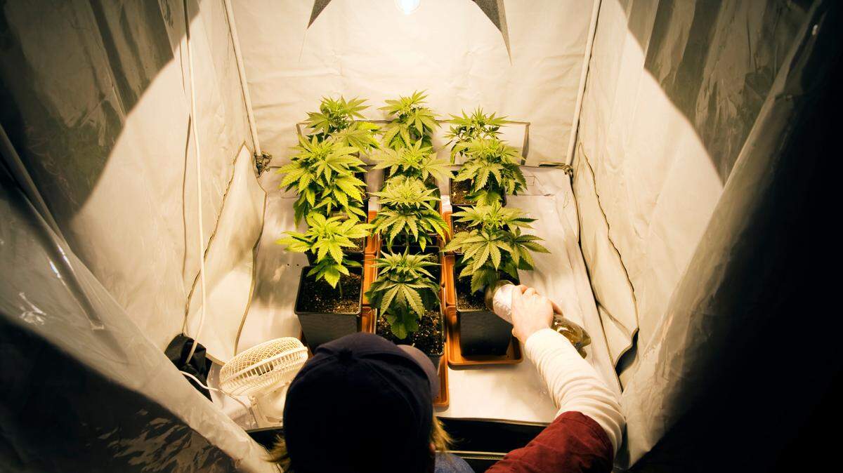 In this stock image, a young man tends to marijuana plants situated under a grow light.
