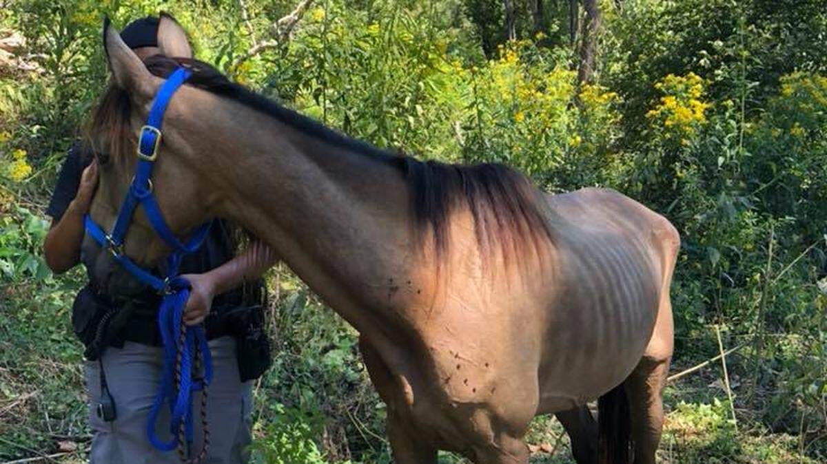 Animal control officials in Lexington are working to learn more information about a horse that was found on a hillside near the Kentucky River.