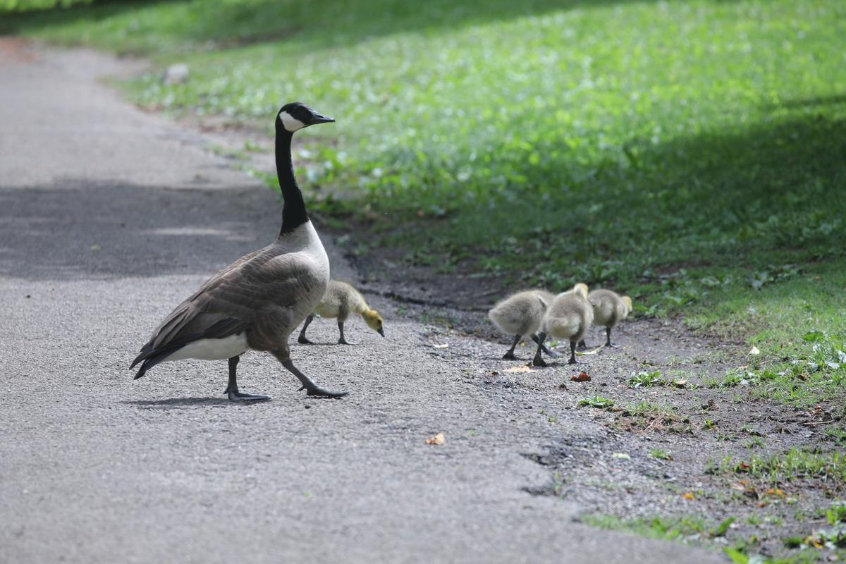 Candian geese guard their young at the Lexington Cemetery in Lexington, Ky on May 9, 2024.