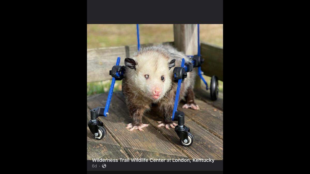 Kewpie has been learning how to walk with his new wheels.