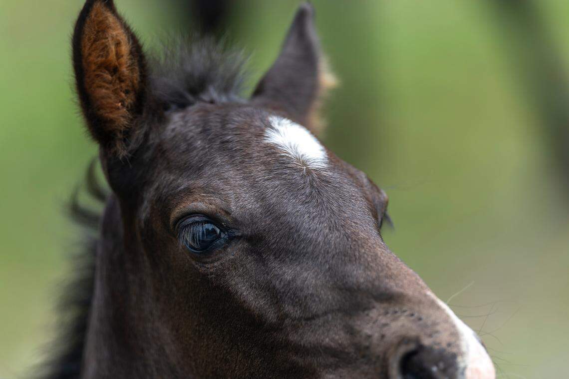 Thor is a young foal born on a defunct mine in Breathitt County.